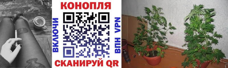 мориарти клад  Костерёво  Каннабис индика 